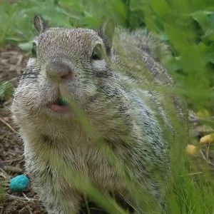 Meet your Posher, Kirby